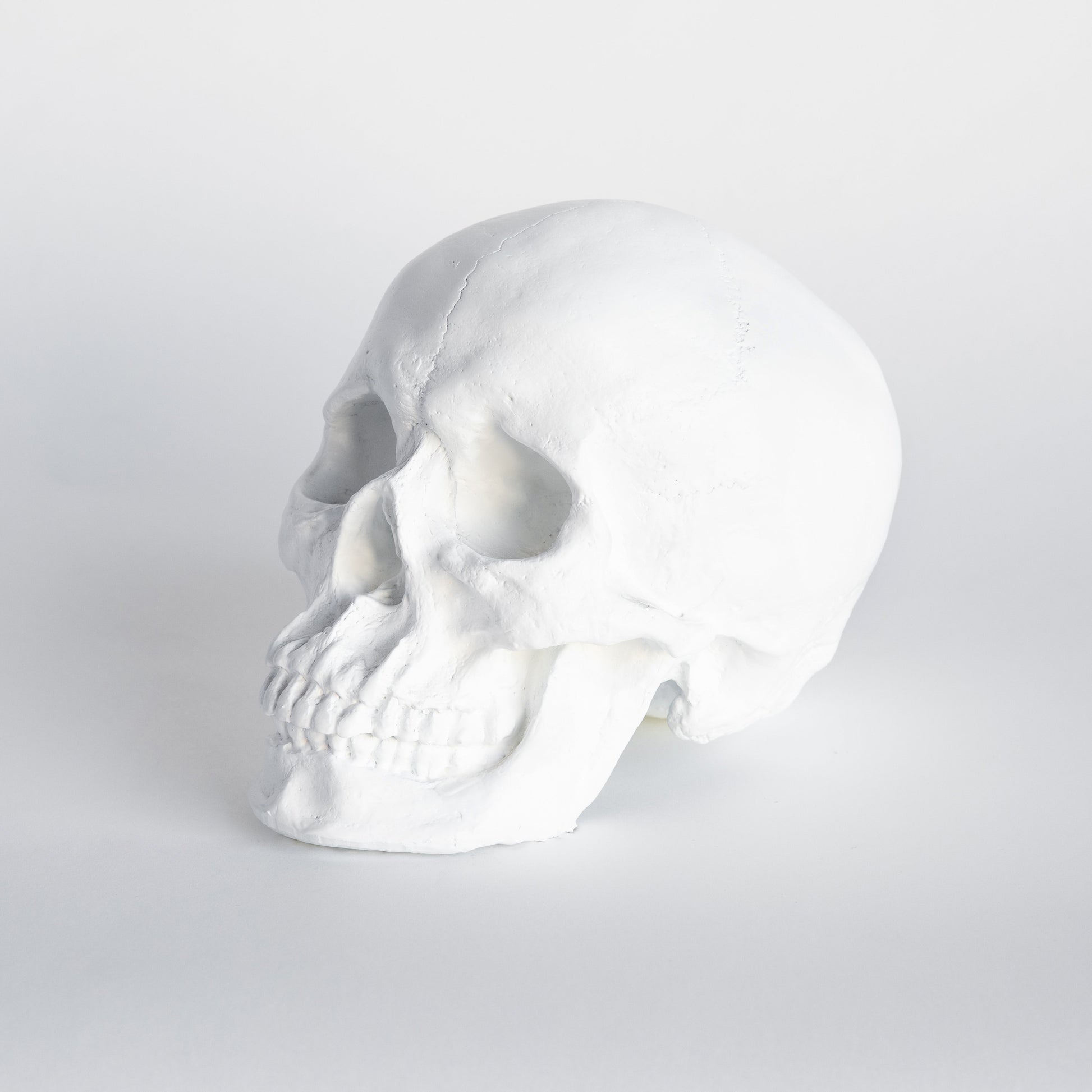 Faux Human Skull
